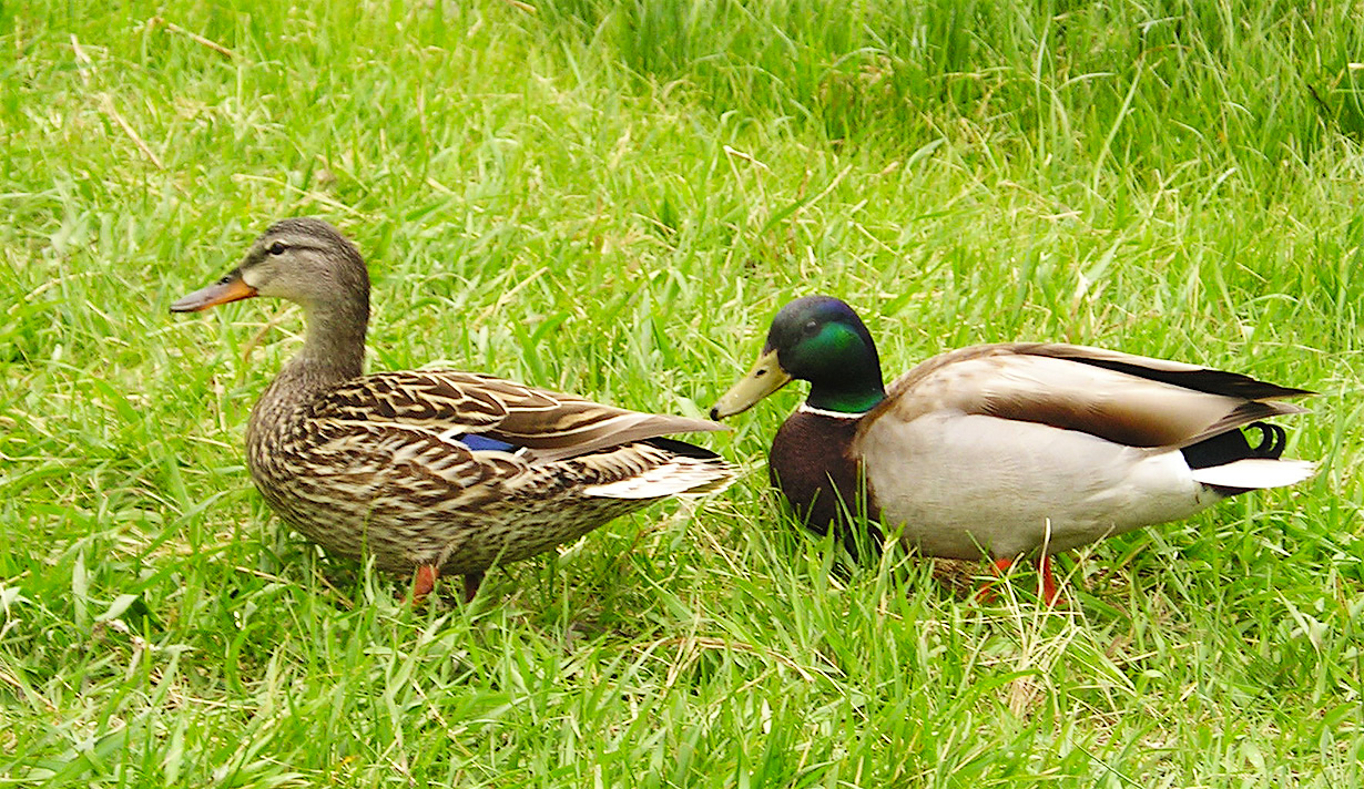 06_234Ducks.jpg