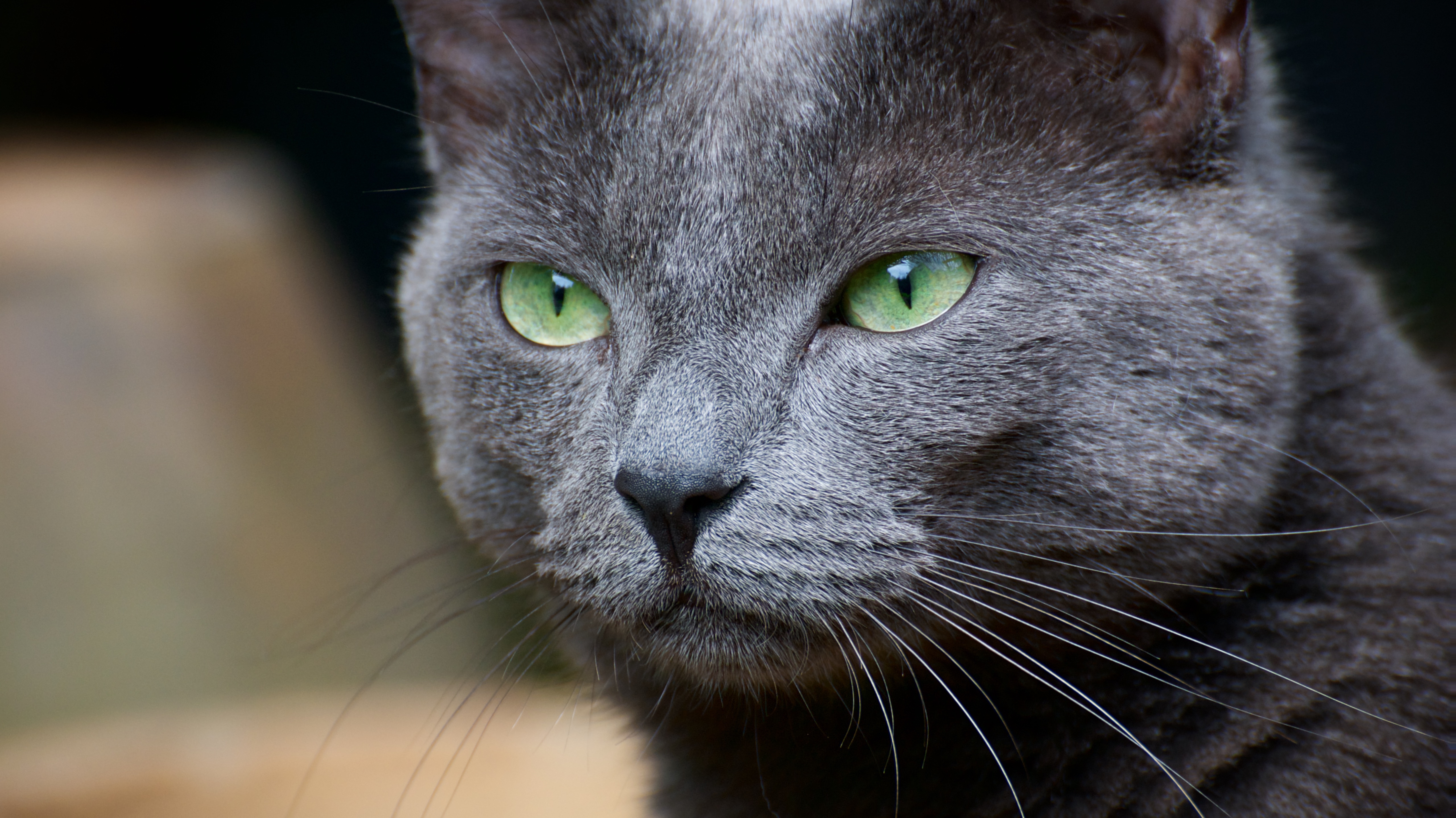 090610 muis 49.jpg