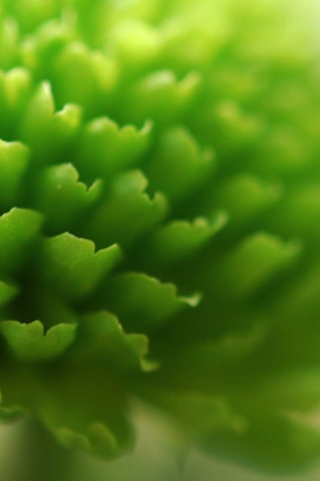1124-close-up-plant-wallpaper-wallchan-1600x1200 2.jpg