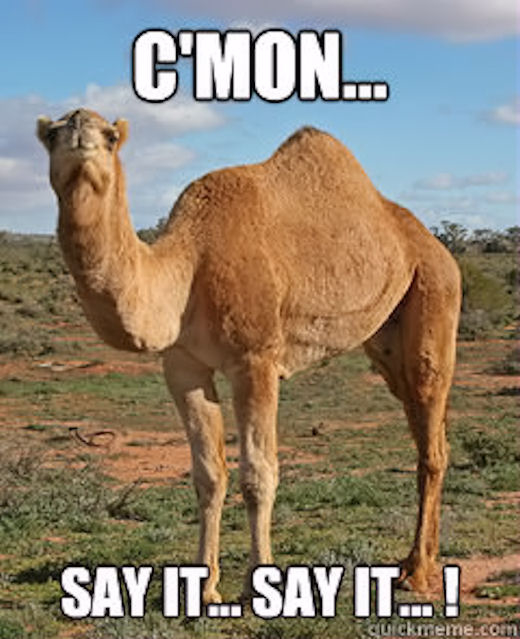 119178-Humpday-Camel.jpg