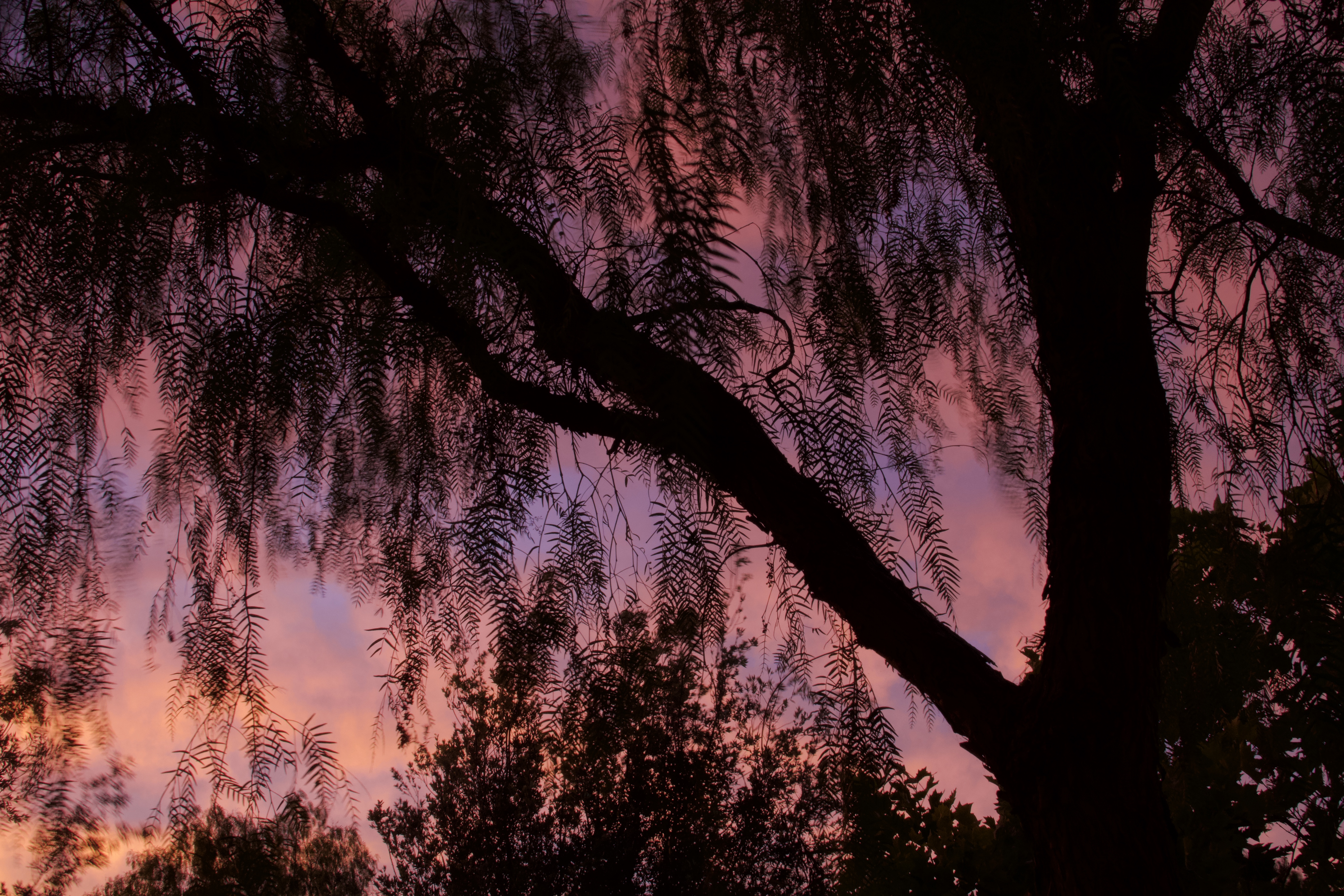 11CA1535-DA81-44BC-A3A7-4F2D5922952C.jpeg