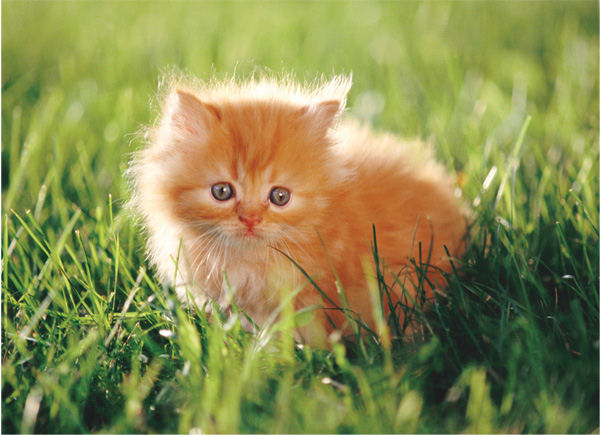 1350-30PCFLOORPUZZLE-KITTEN.jpg