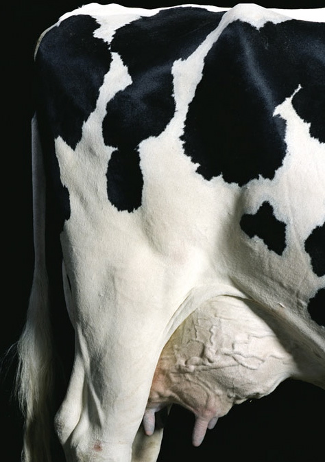 1511_clonedmeat_f.jpg