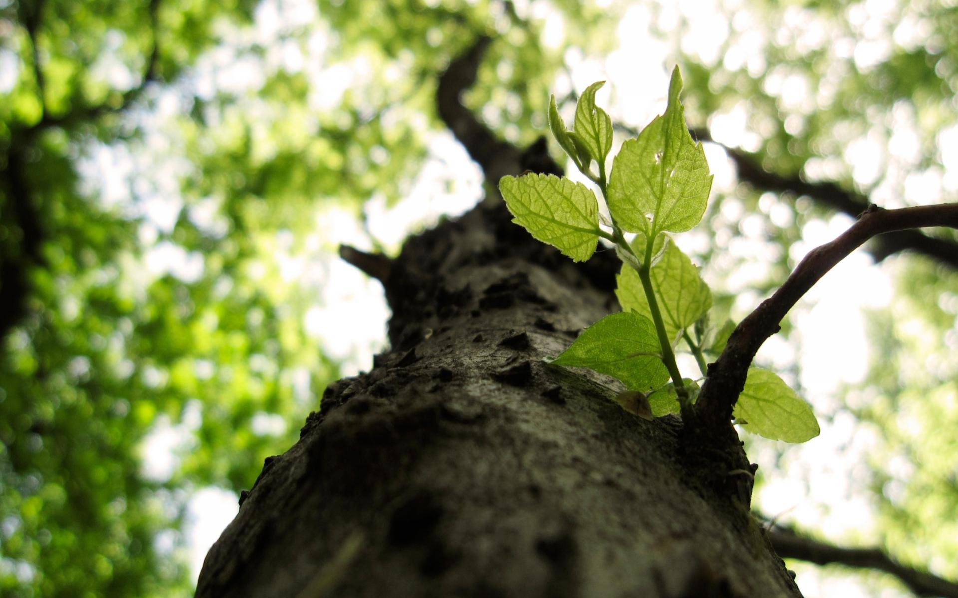 170b70aa3265372_1920x1200.jpg