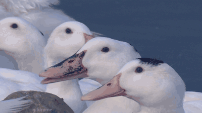 1778160269355.gif