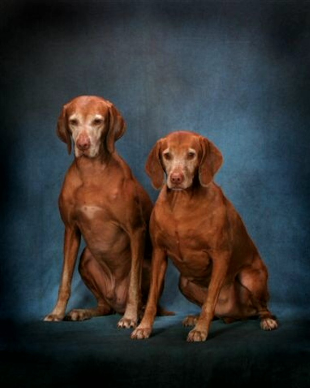 2 dogs.jpg
