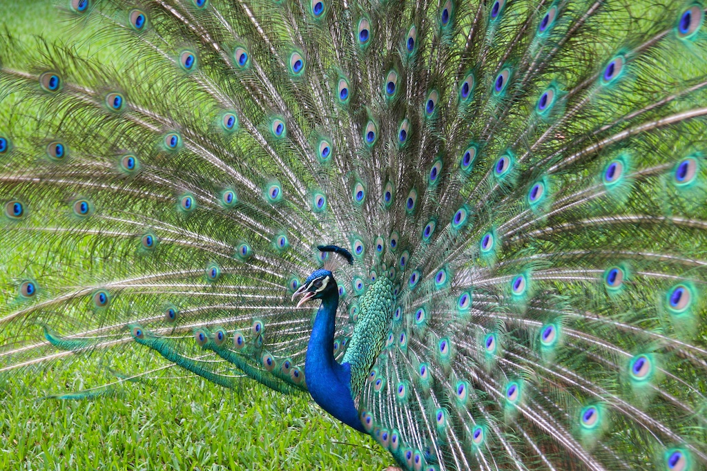 2 Peacock.jpg