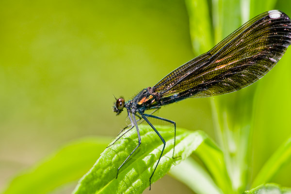 2009-06-27 Dragonflies-7.jpg