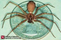 200px-Brown_recluse.jpg