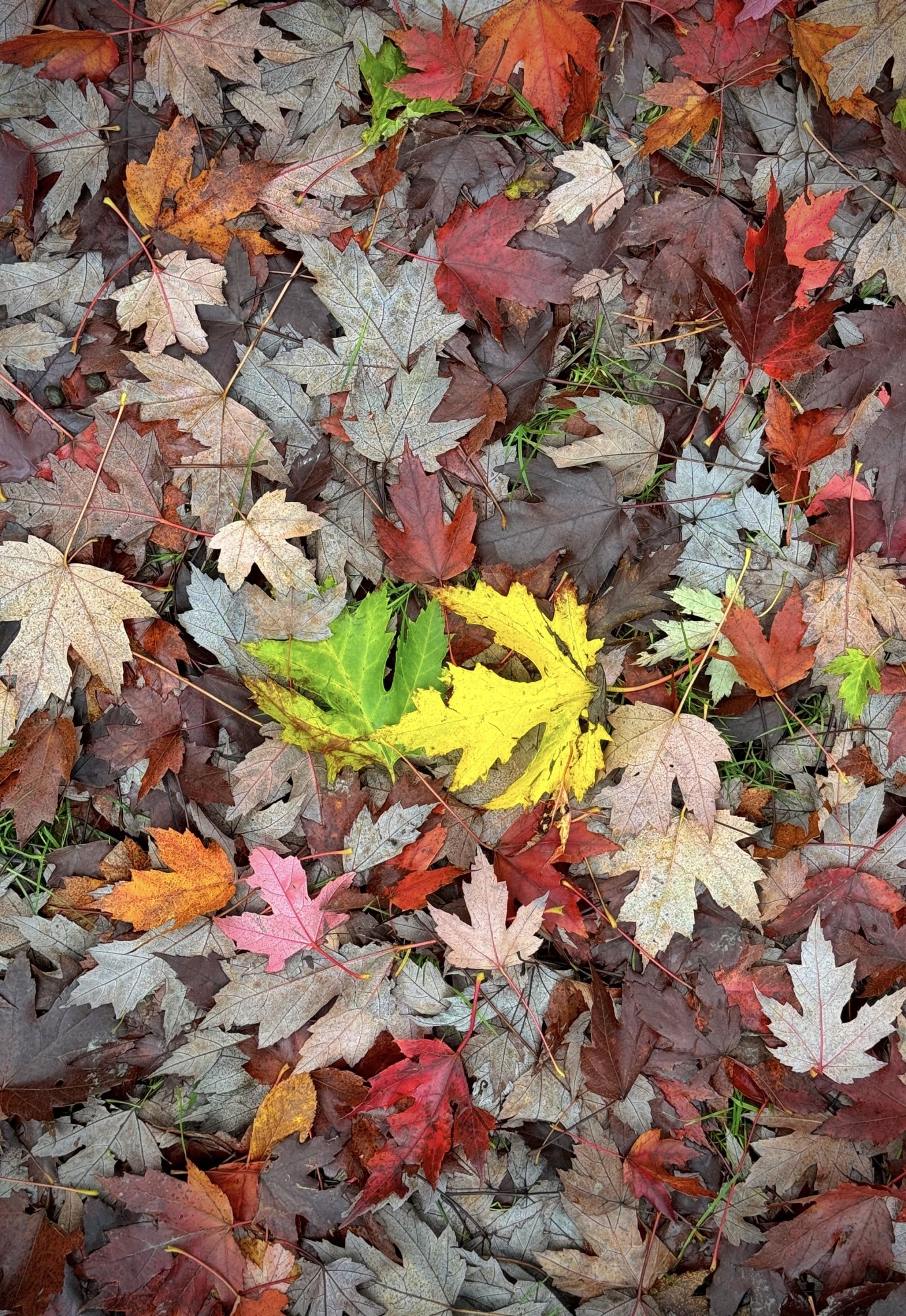 2024 - 29.10.24 - TILGATE PARK_13.jpg
