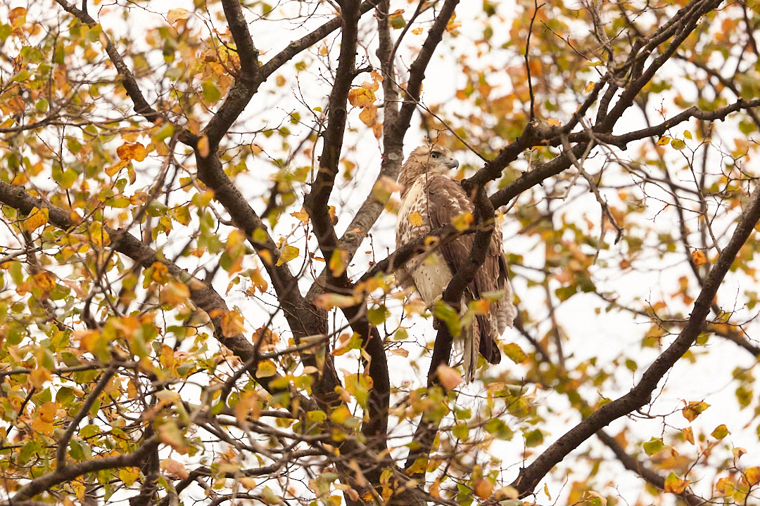 2025-10-25 ~ R52_6792.jpg