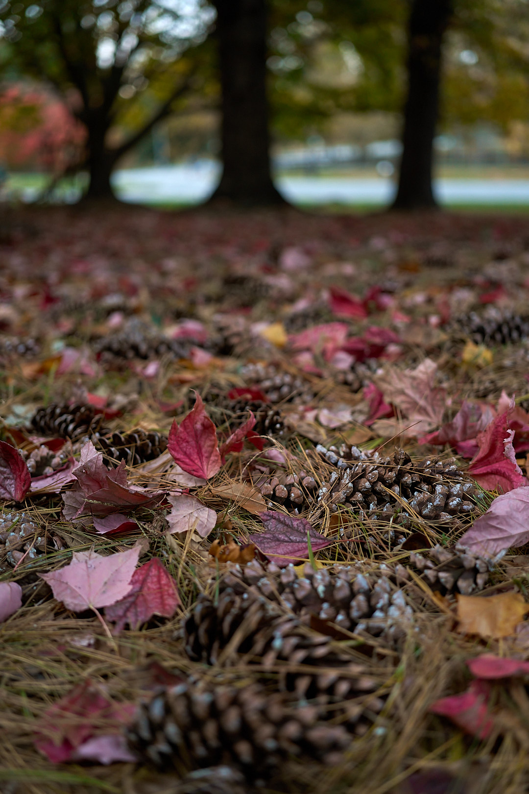 2025-10-28 ~ A7C06781.jpg