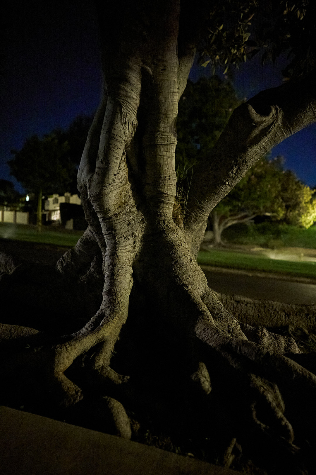 2025-11-10 ~ A7C08091.jpg