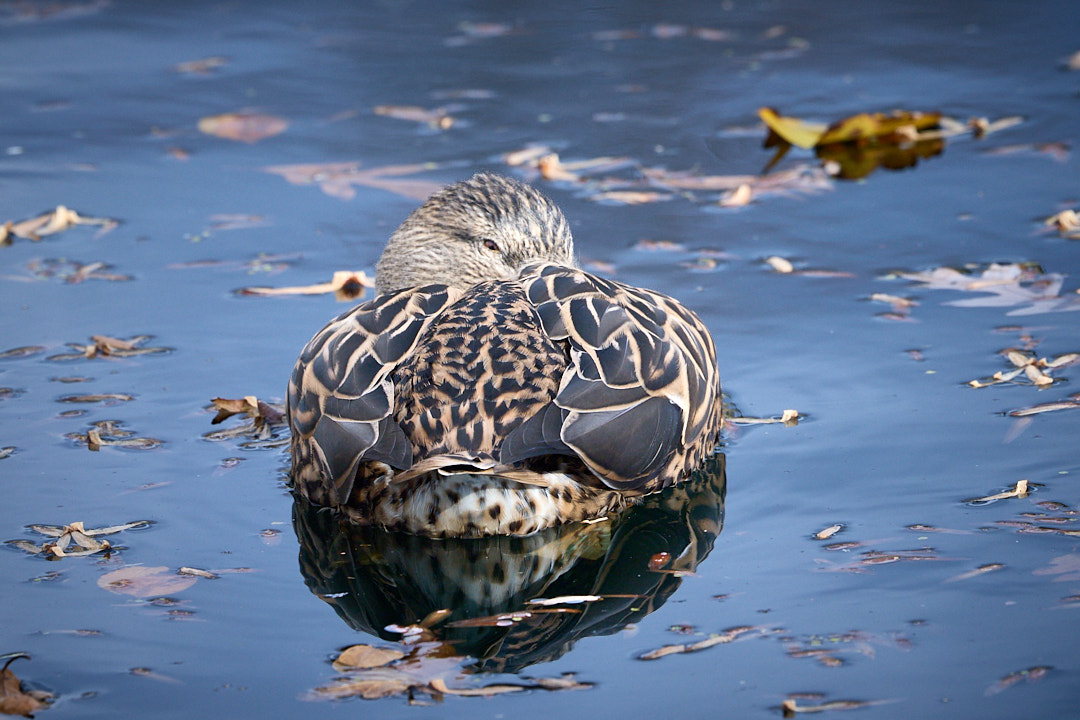 2025-11-16 ~ R52_0525.jpg