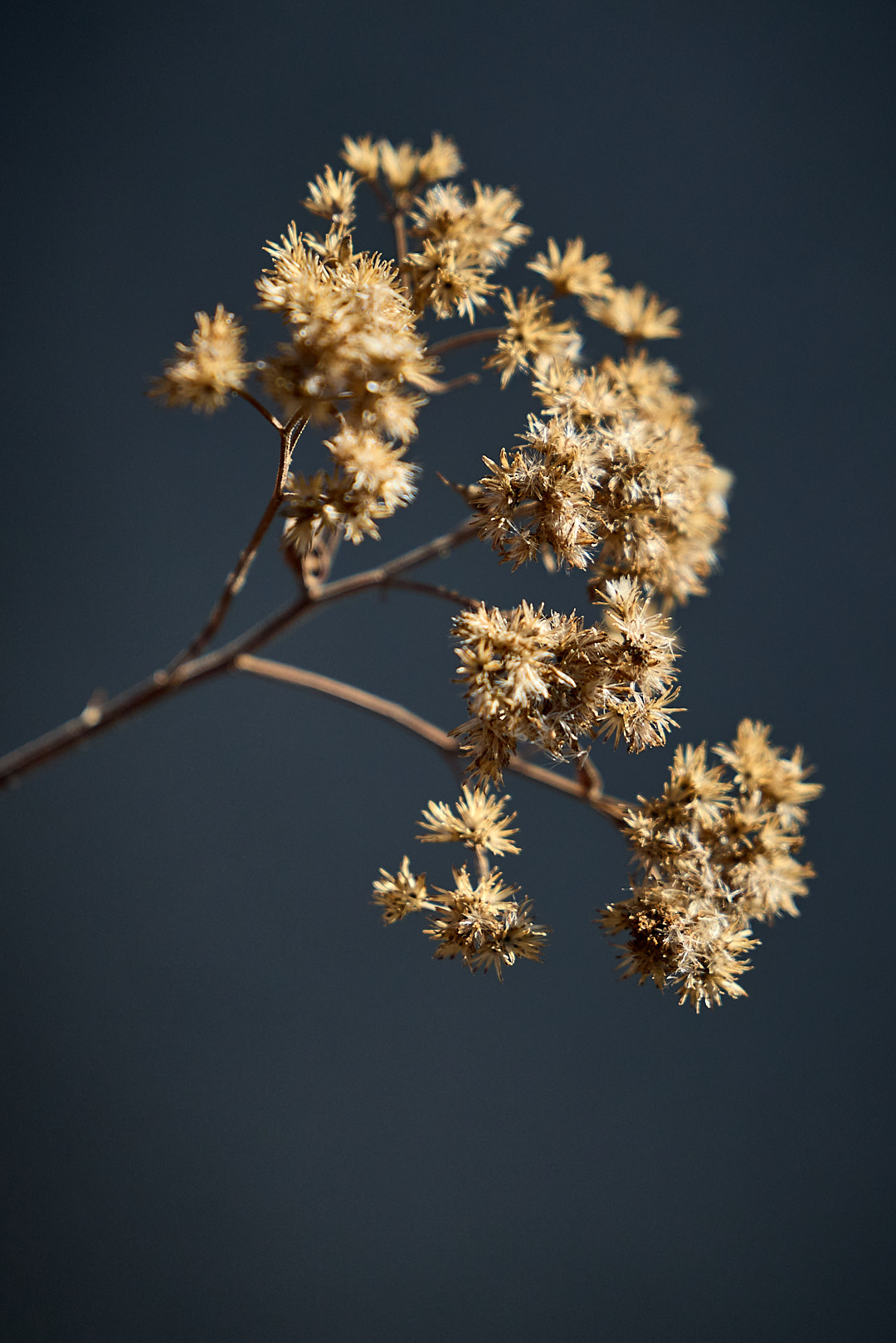 2025-12-03 ~ R52_3133.jpg