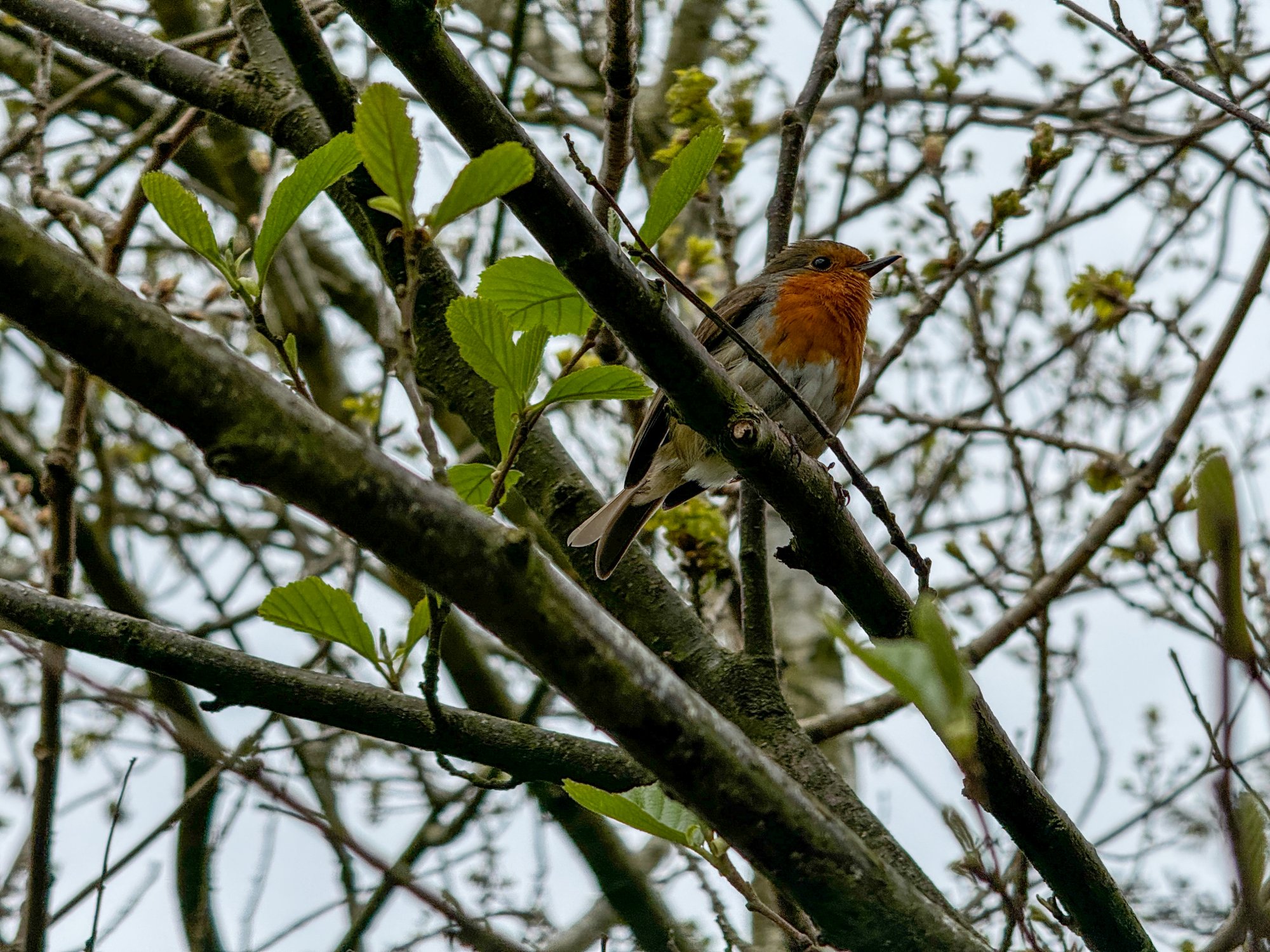 2025 - 20.04.25 - NORTHERN IRELAND - ROBIN.JPG
