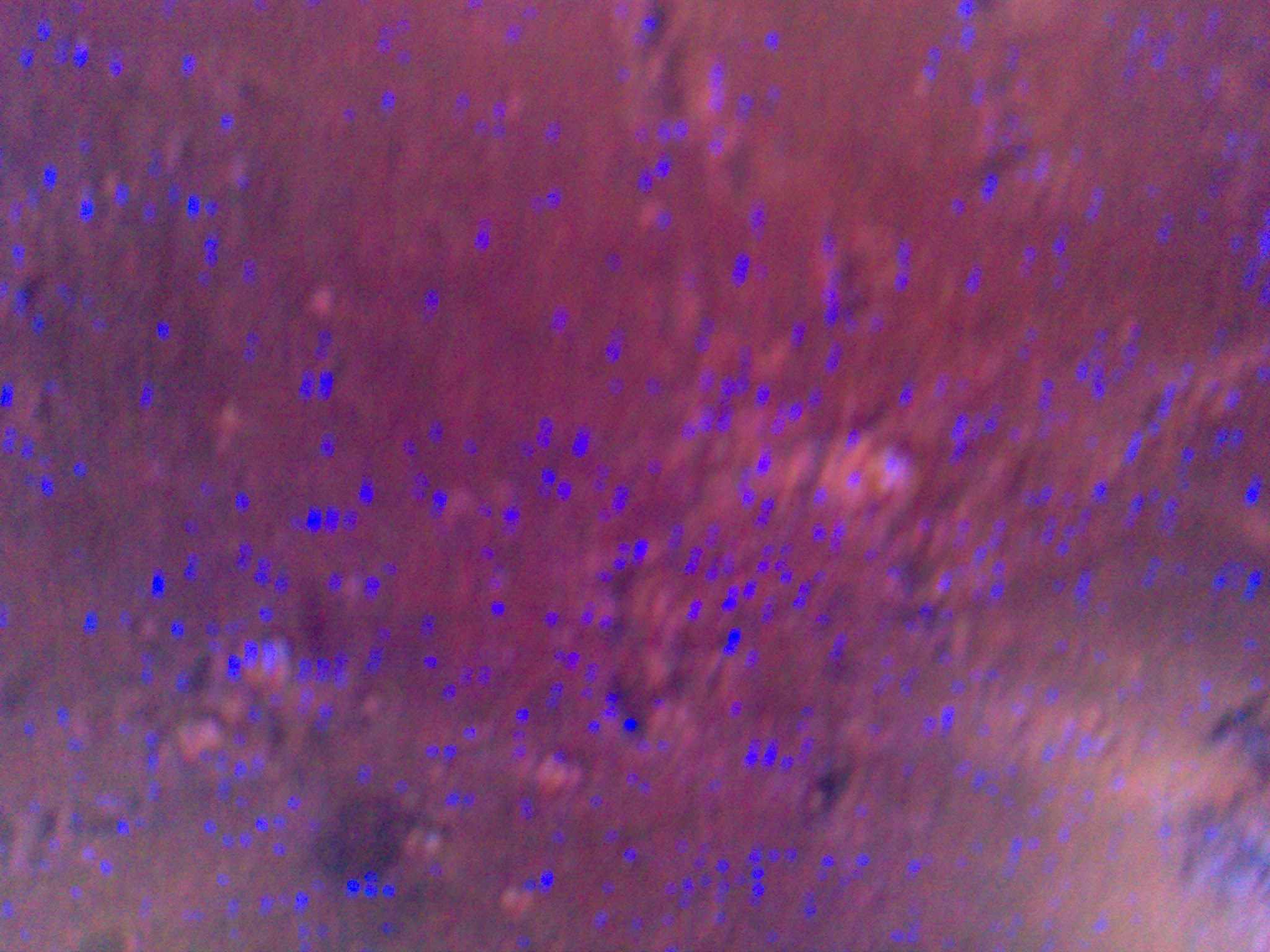25052007371.jpg