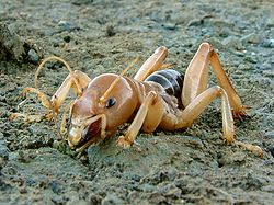 250px-Stenopelmatus_fuscus_(Jerusalem_Cricket).jpg