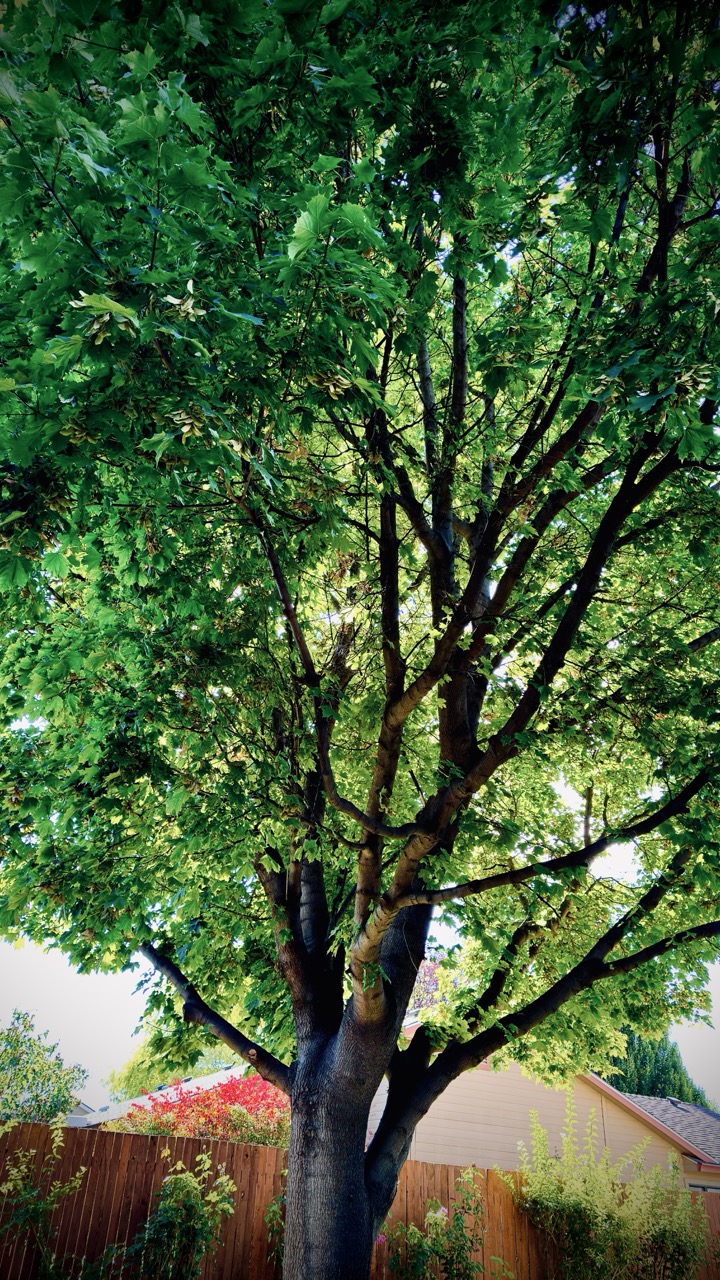 28B6D1B6-16CE-4A68-9579-955C936409C7_1_201_a Large.jpeg