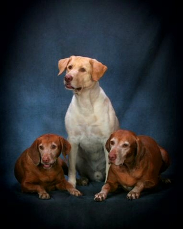 3 dogs.jpg