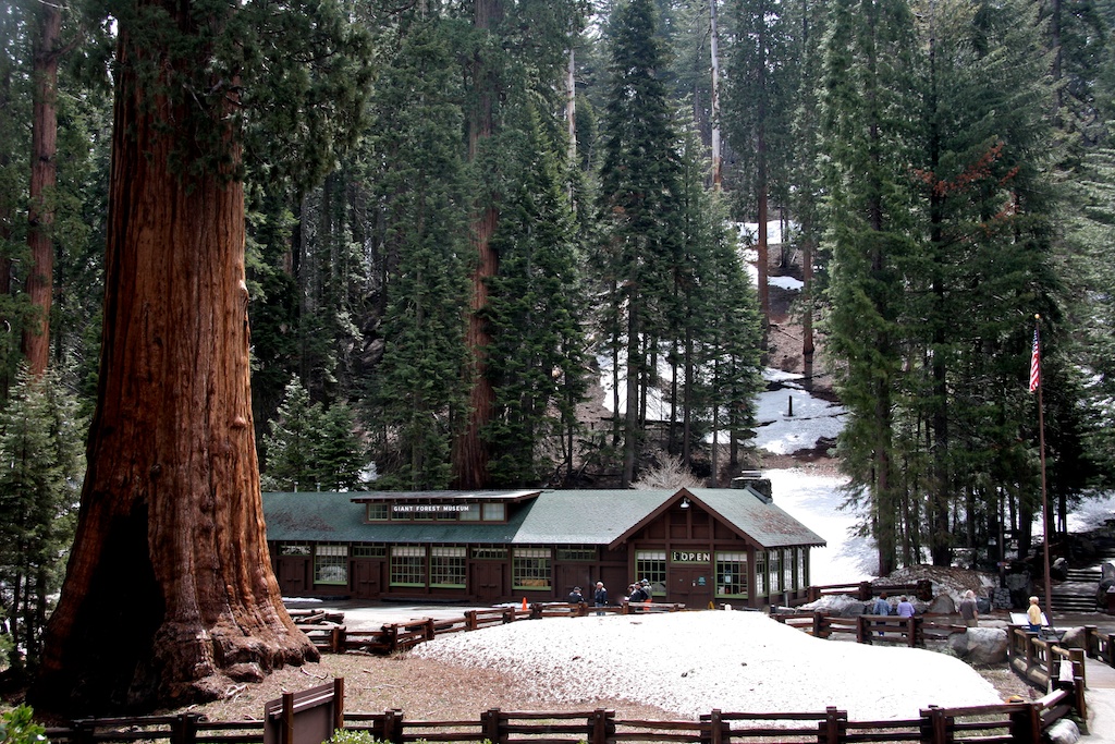 4 Sequoia NP (1).jpg