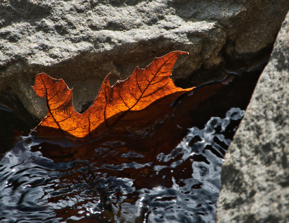 40:365 | Fiery Leaf.jpeg