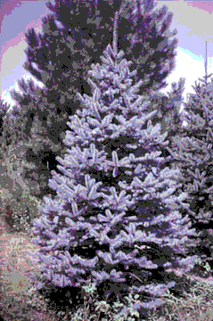 49_3.gif