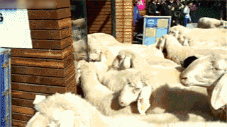 5B2D1289-A2FA-4DA1-ABFF-F71C5F82BA3F.gif