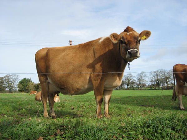 698174-The-Jersey-Cow-1.jpg