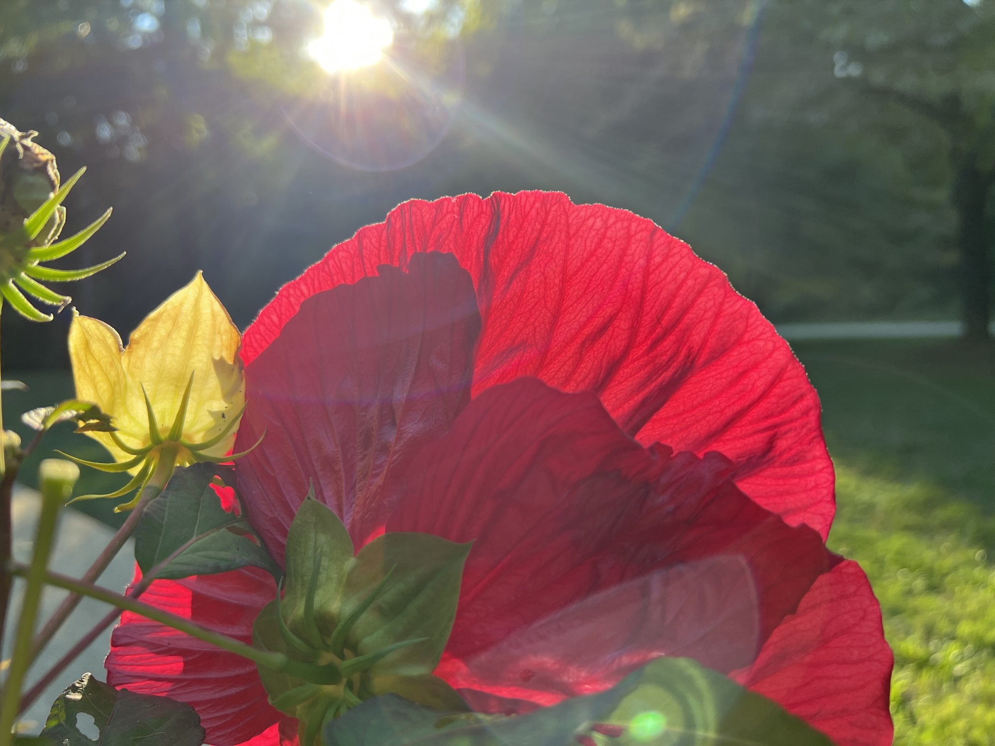 6AE6210F-95C4-4685-BA09-D3F4B528929E.jpeg