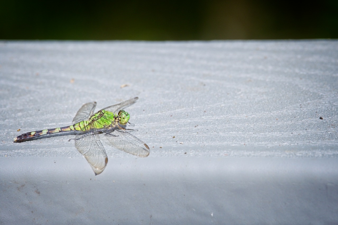 6D39D3EA-63C2-4CC3-8052-DD2CE776DC45.jpeg