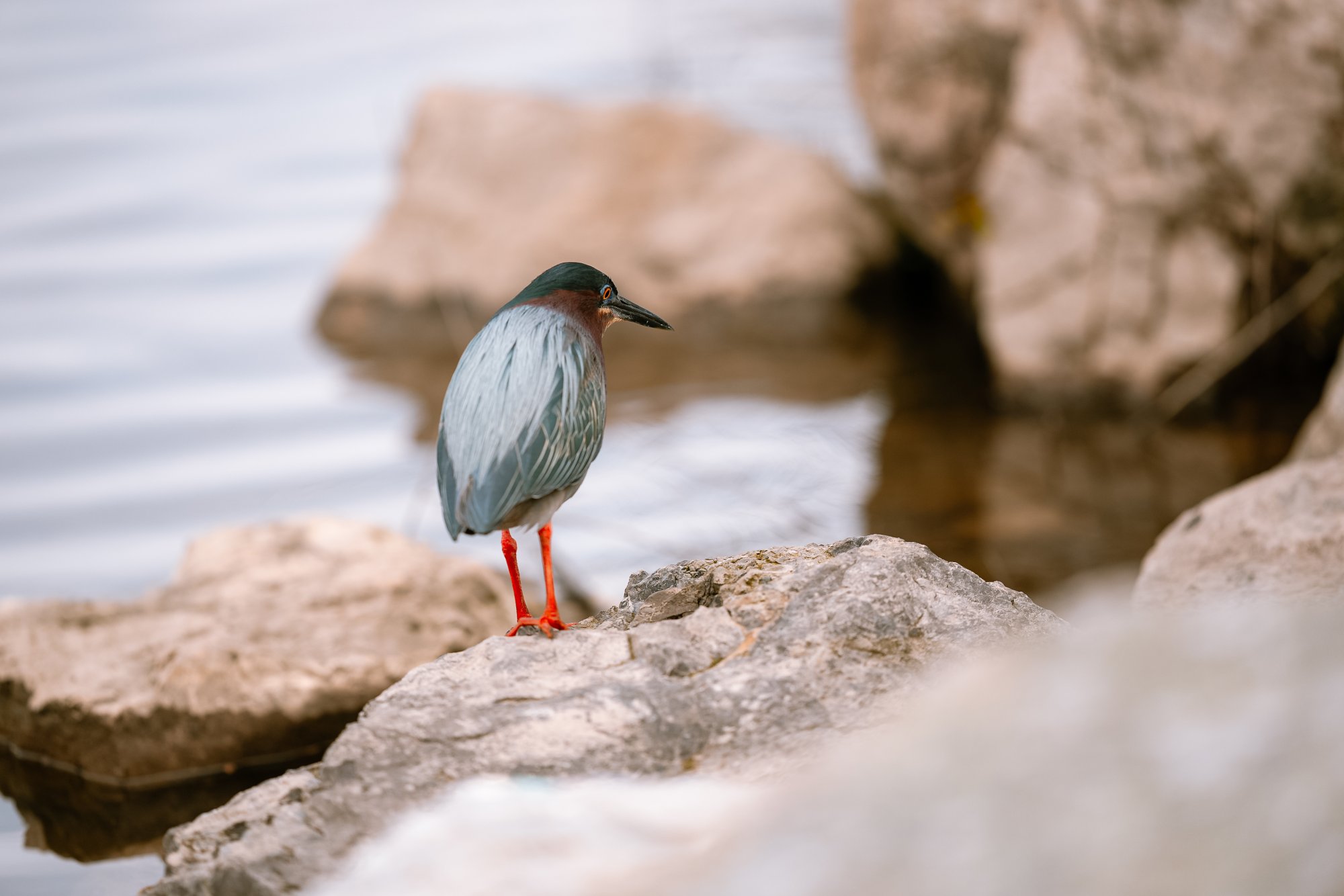 7678138.-Green-Heron-05022025-01690.jpg