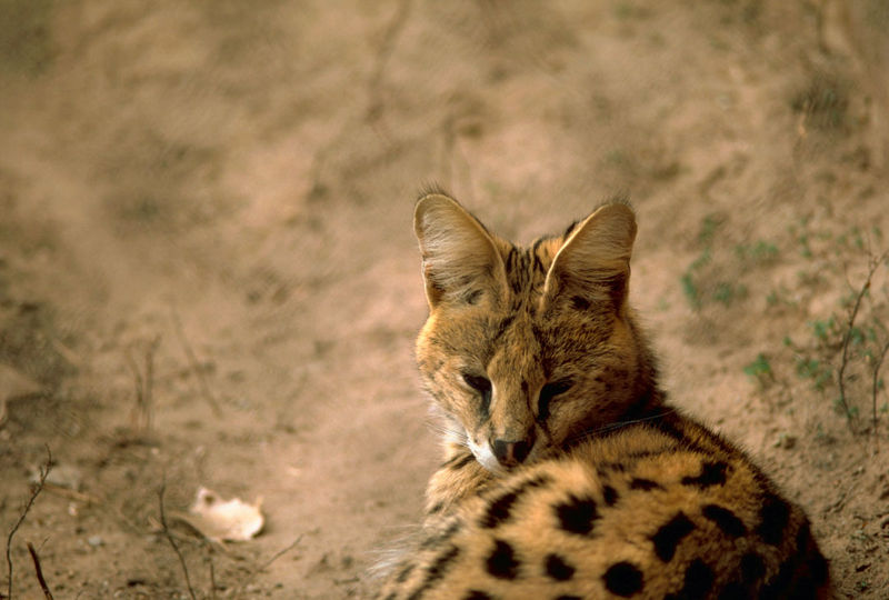 800px-Serval.jpg