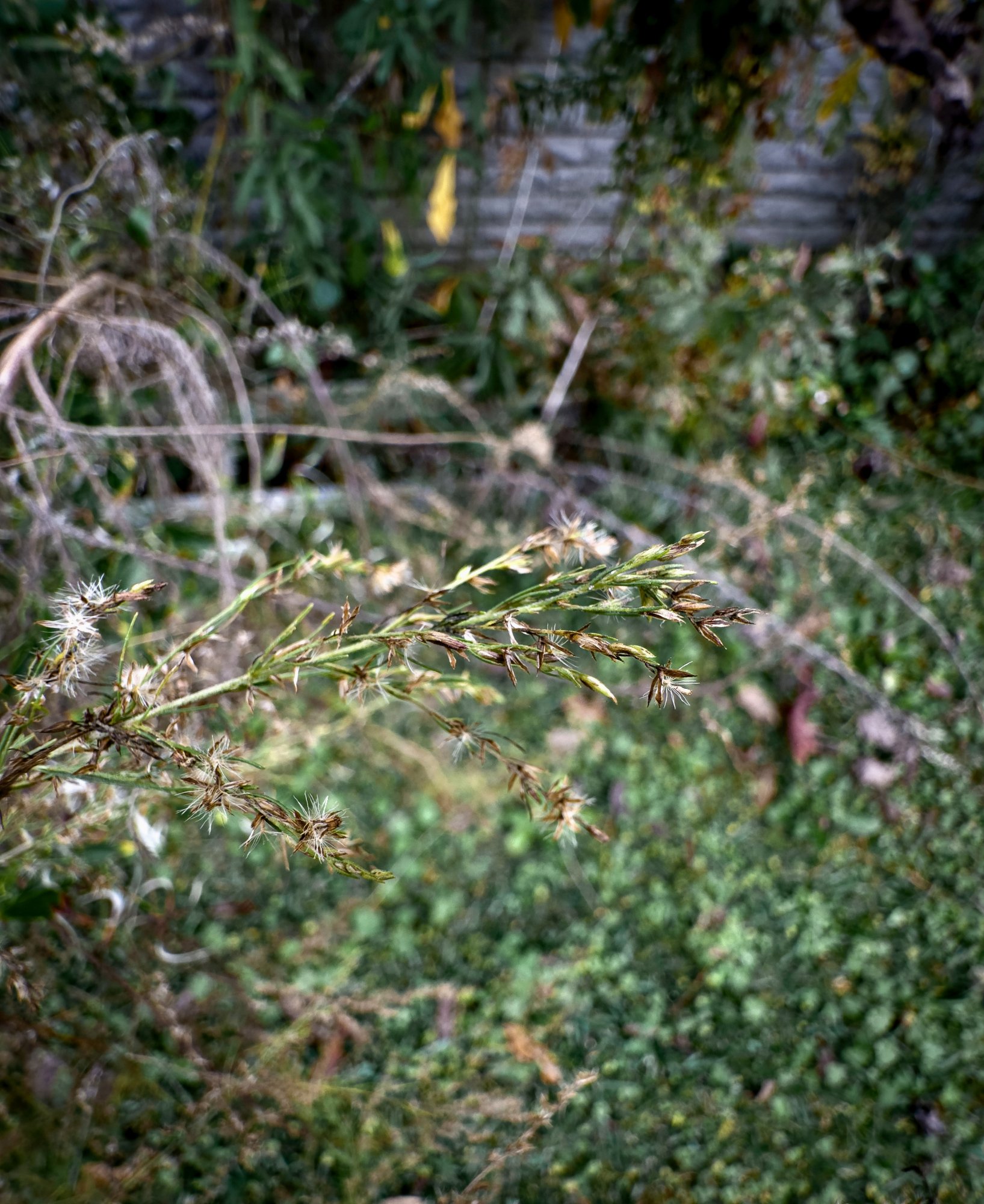 87780874-CE35-457E-961A-C8042745893D.jpeg