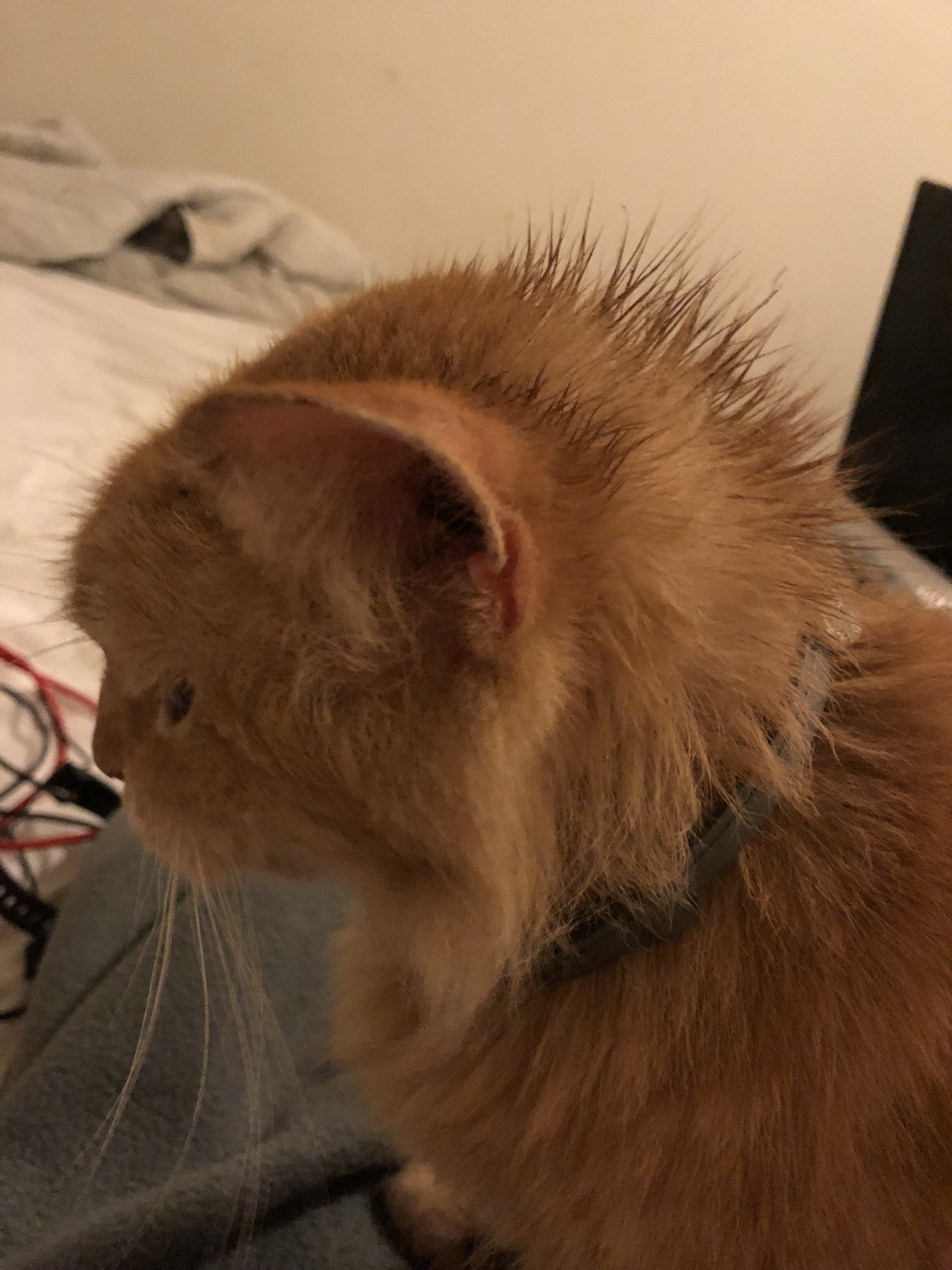 98E33D90-261B-41B8-8F24-32181F90F171.jpeg