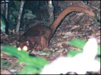 _41091444_borneanfront203.jpg
