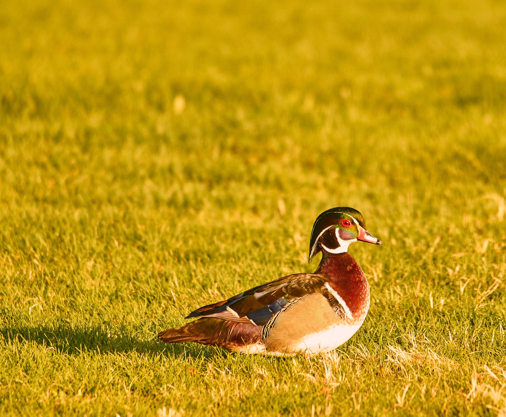 _DSC3665_2800Auto.jpg