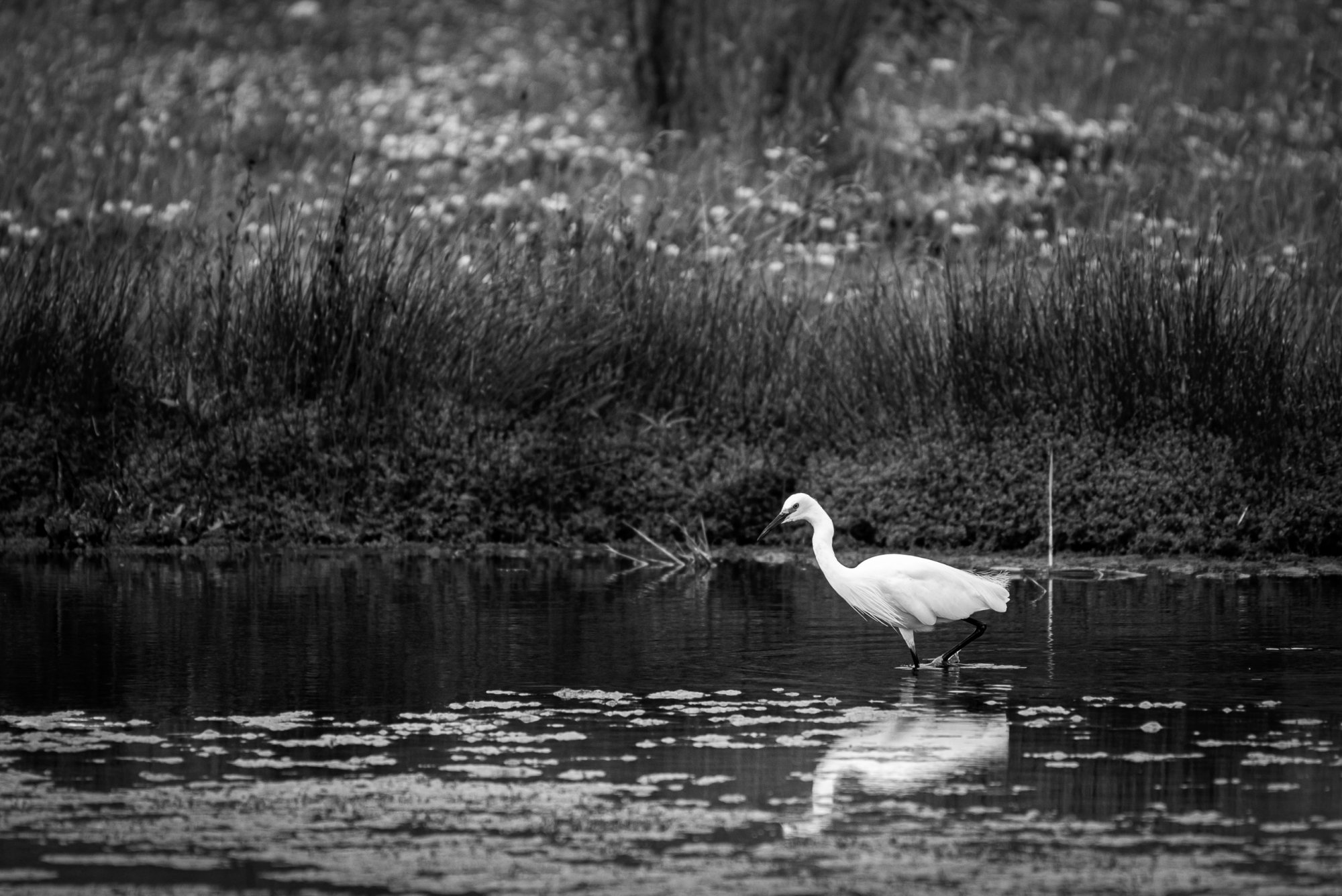 _DSC4084.jpg