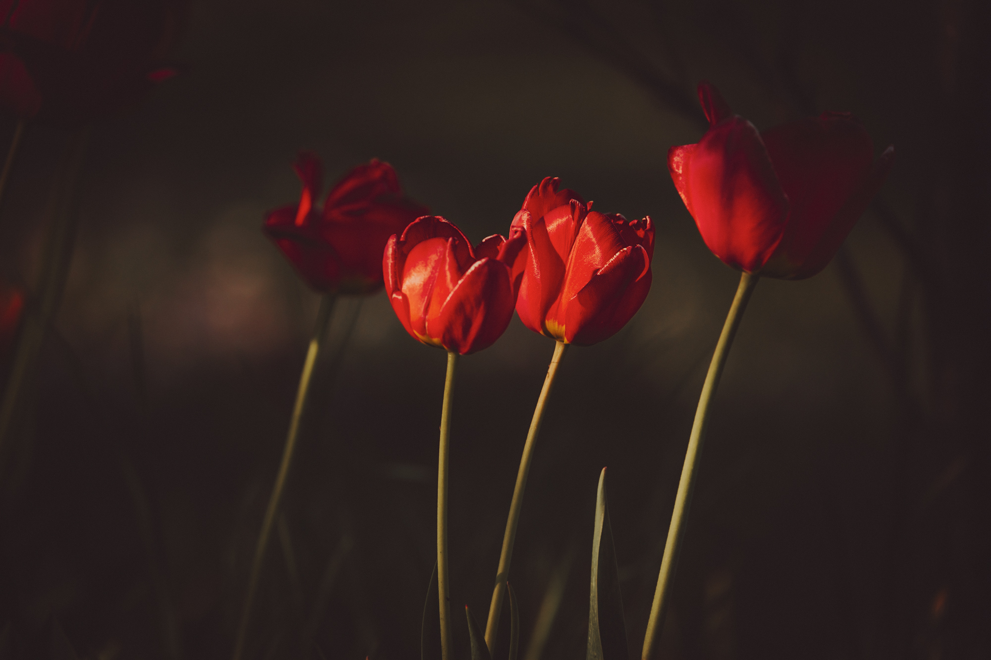 _DSC6062.jpeg