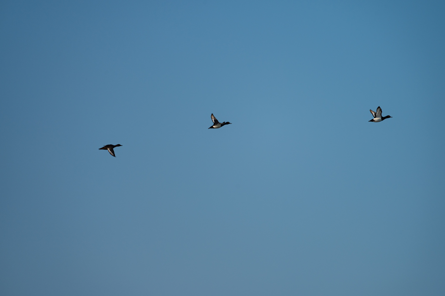 _Z630173.jpg