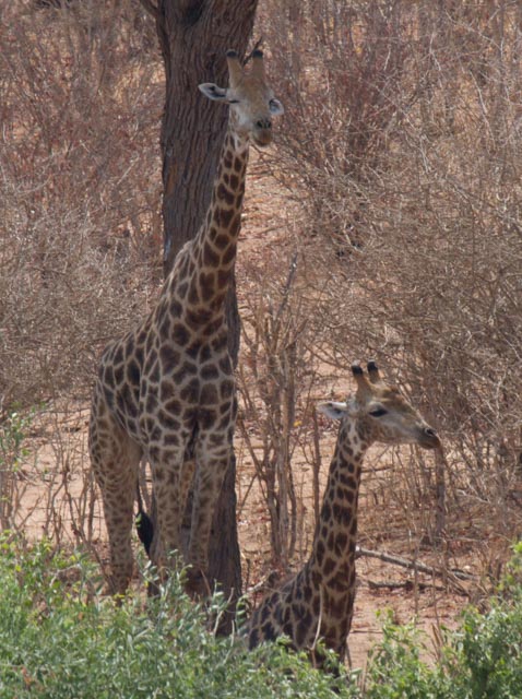 Africa 10.24.13-11.11 IMG_0585.jpg