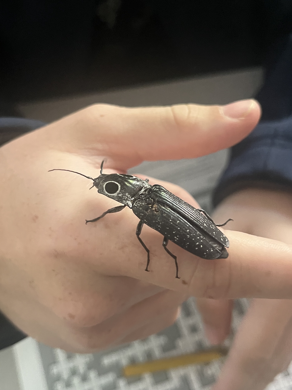 alaus-oculatus.jpg