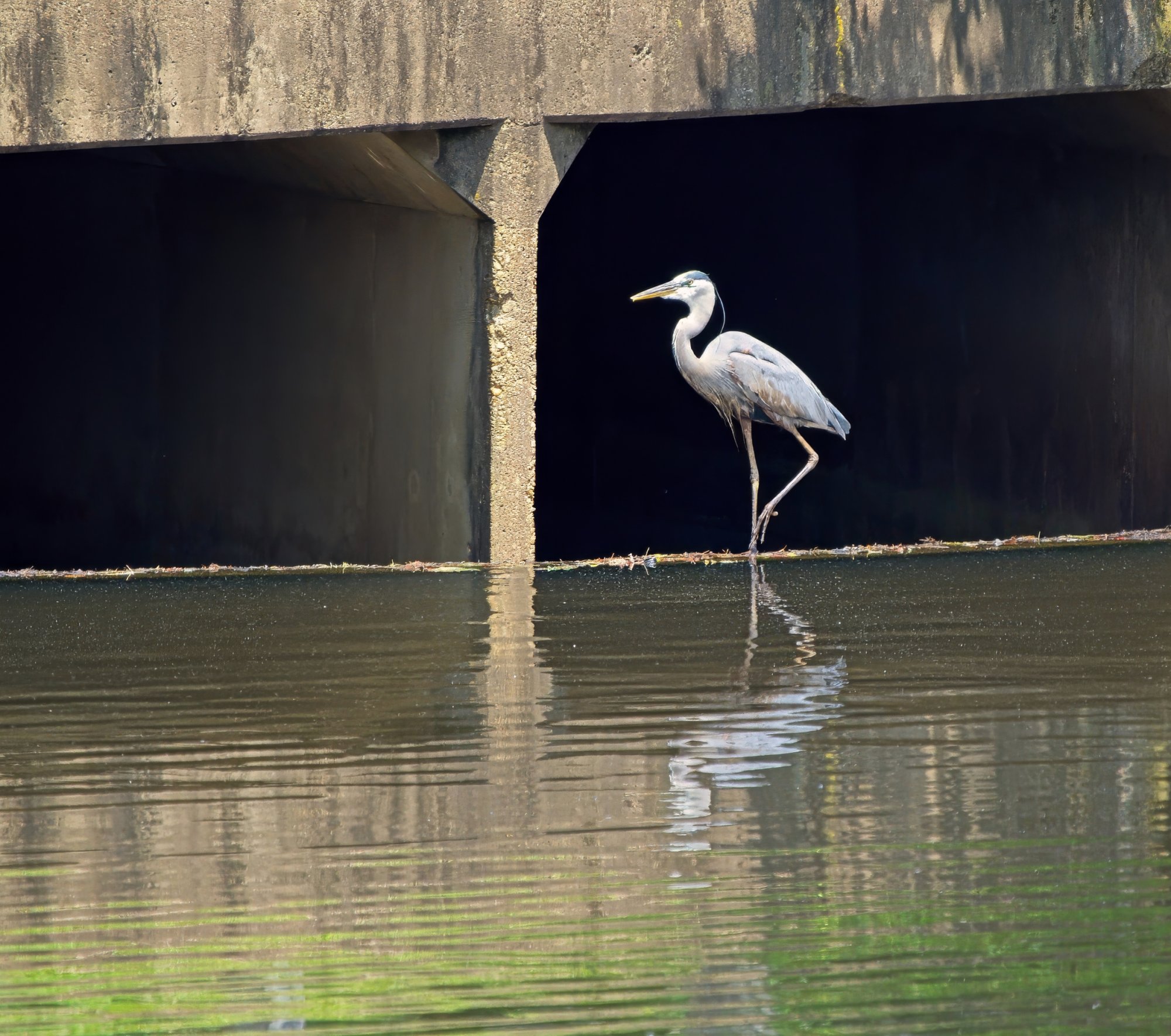 Alfred Posing in the Culvert.jpeg