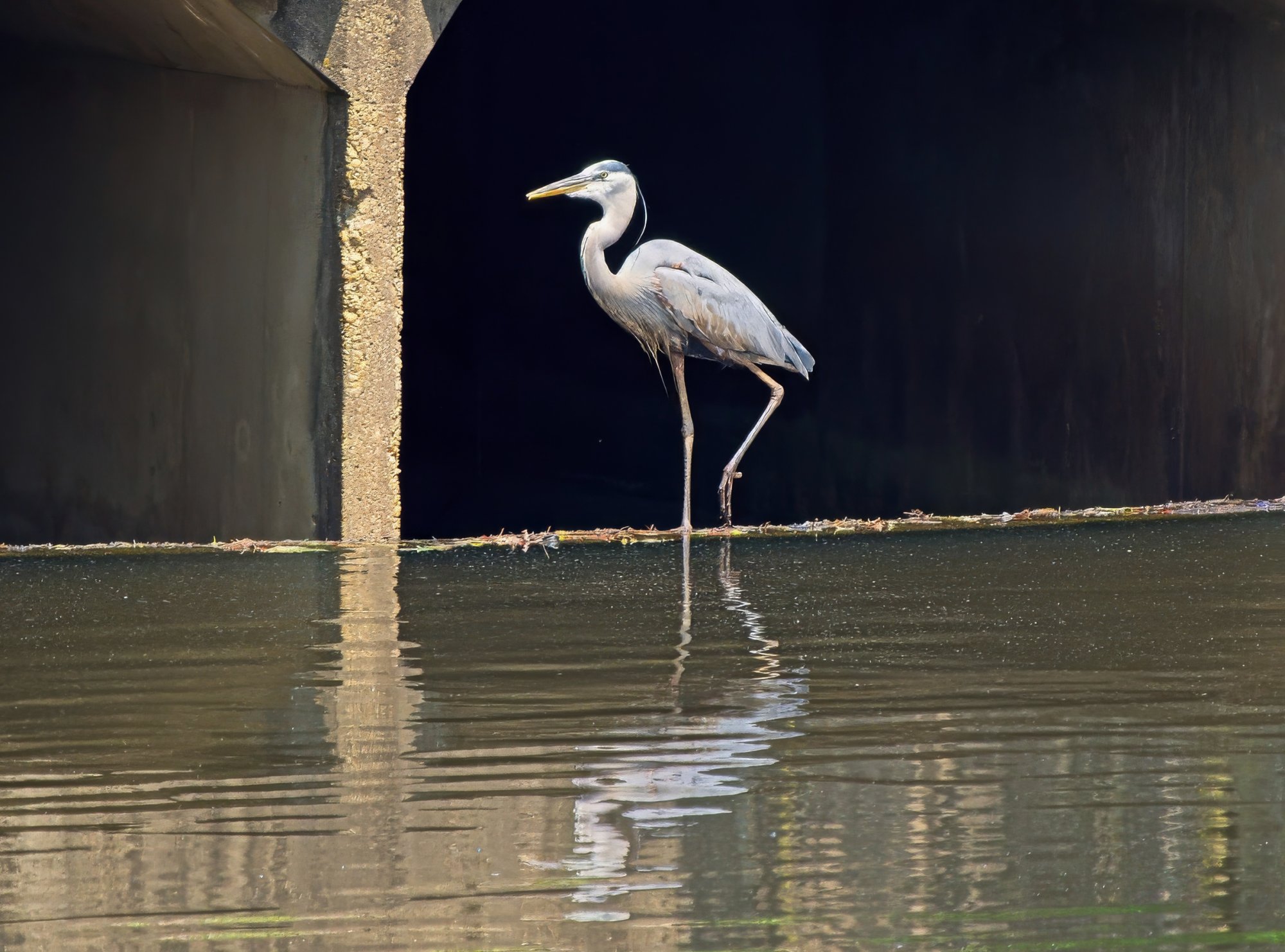 Alfred Standing in the Culvert.jpeg