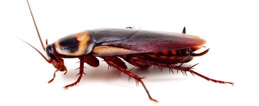 american-cockroach.jpg