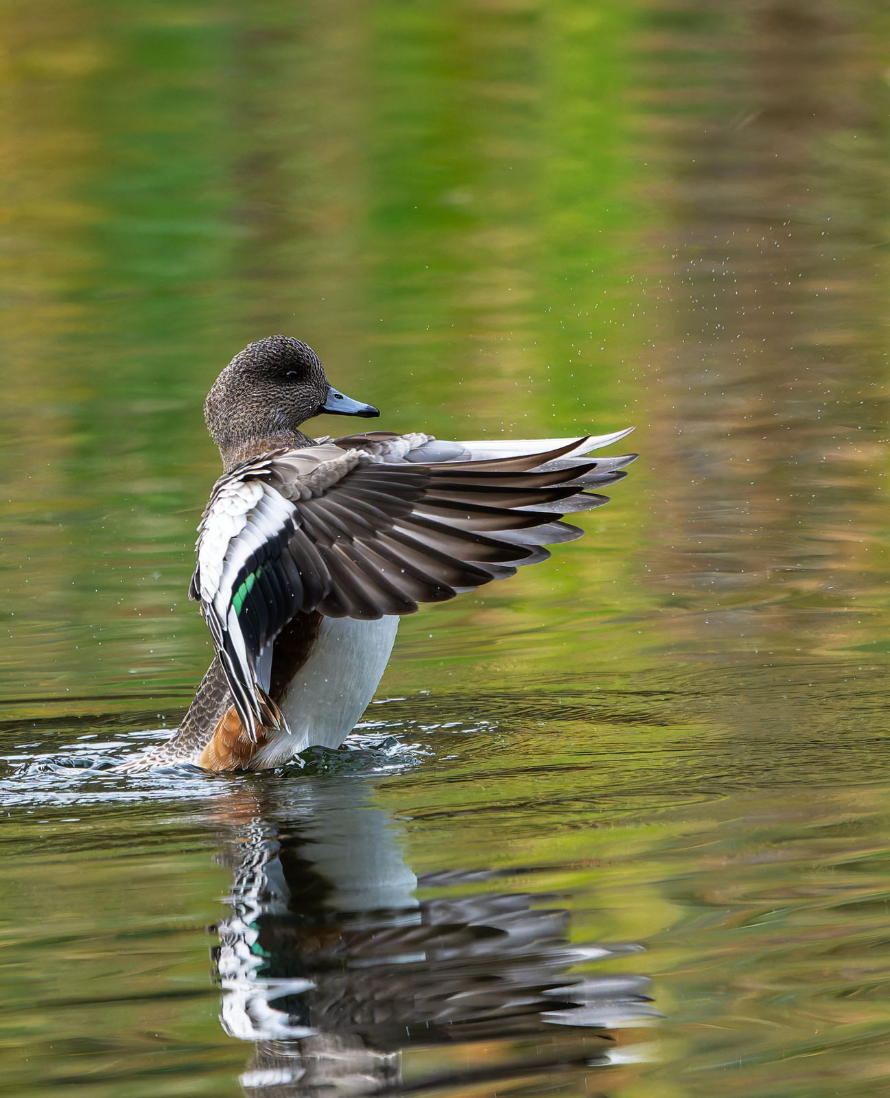 American_Wigeon_GRH3181_20251108_1600p - Copy.jpg