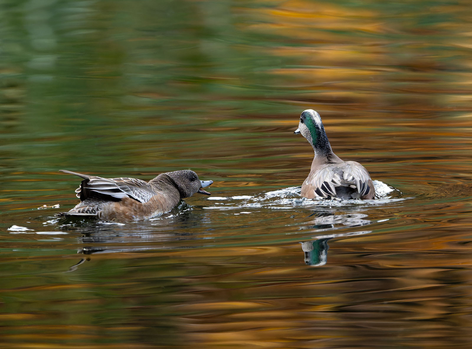 American_Wigeon_GRH4221_20251108_1600p - Copy.jpg