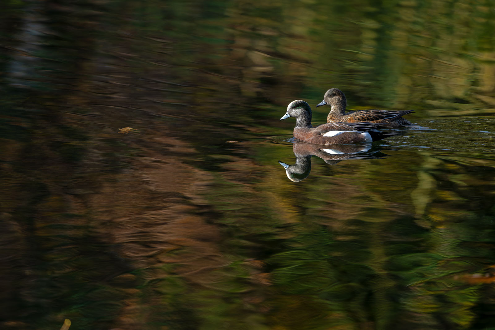 American_Wigeon_GRH4546_20251108_1600p - Copy.jpg