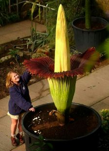Amorphophallus titanium.jpg