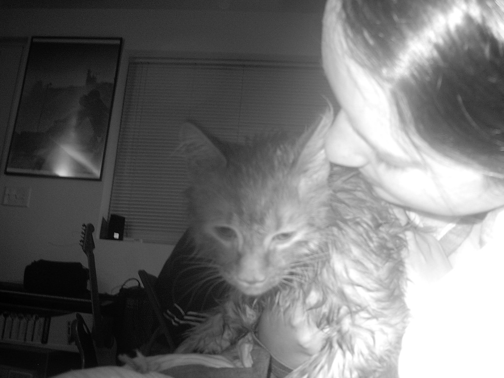 angry wet cat.jpg